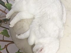 -平行世界·猫咖(首经贸店)