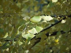 -上海共青森林公园