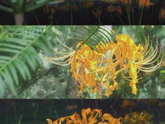 -杭州植物园