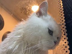 -老吴的猫·猫舍(新区店)