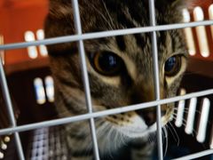 -爱侣宠医·鹦鹉专科·小型哺乳类·异宠专科(灵石路店)