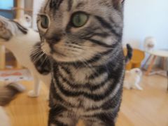 -有喵·猫咖·狗咖·30几只猫10只小狗(岗厦店)