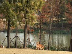 -上海长兴岛郊野公园