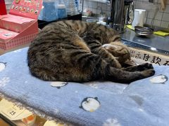 -猫的天空之城概念书店(杭州南宋御街店)