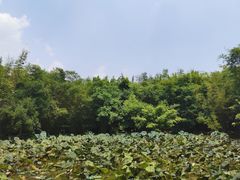 -大屏嶂森林公园