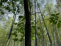 -上海佘山国家森林公园天马山园