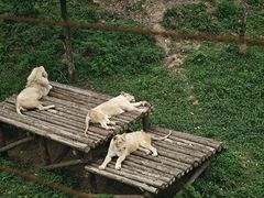 -泉州海丝野生动物世界