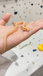 -Moni星球萌宠·小马宝莉·灵蛇·高端高阶全萌宠互动体验俱乐部(红豆国际广场店)