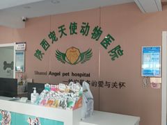 -天使宠物医院·犬猫分诊(彩虹店)