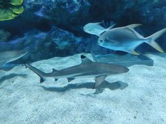-海合安成都极地海洋公园