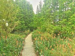 -桤木河湿地公园