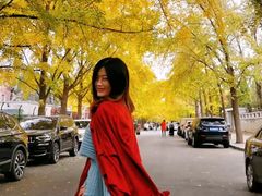 -三里屯东五街银杏大道