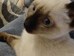 -瑞鹏瑞爱宠物医院·全科·猫科·血液透析中心(龙头寺店)