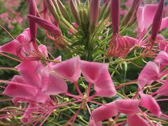 -松山湖梦幻百花洲