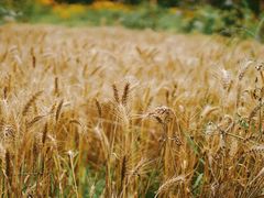 -田园东方蜜桃村的田野营地