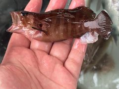 -小猫钓鱼海钓俱乐部(椰梦长廊店)