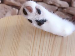 -猫咪咖啡店(新城大街店)