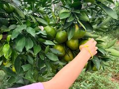 -前小桔亲子创意农场·草莓采摘·露营烧烤