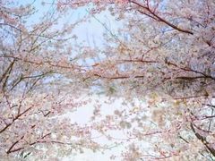 -苏州上方山国家森林公园