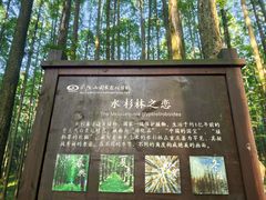 -武陵山森林公园
