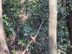 -火炉山森林公园