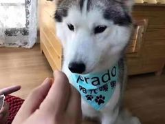 -Husky Go! 哈士奇体验馆·宠物咖啡厅狗咖