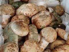 青头菌-菌之家·专业纯野生菌火锅·特色炒菌