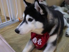 -Husky Go! 哈士奇体验馆·宠物咖啡厅狗咖