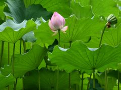 -四川大学(华西校区)