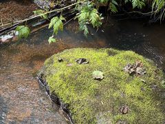 -五营红松林海景区