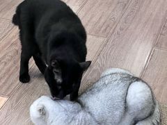 -有猫主题·治愈系猫咖(曾厝垵店)