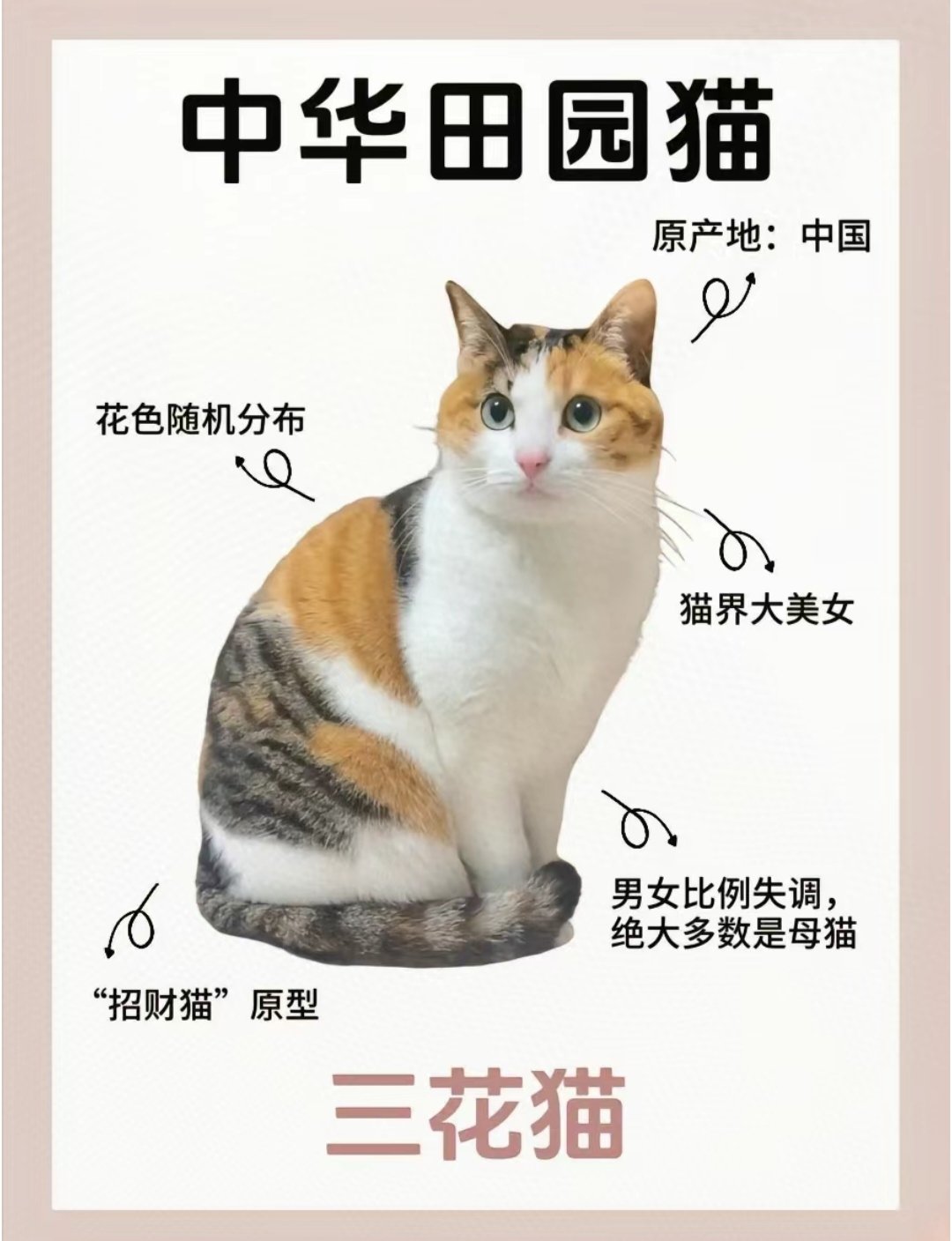 花猫品种 三花图片