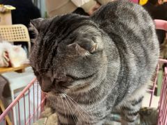 -我爱猫咪·猫咖·狗咖·安哥拉兔·羊驼咖(小寨华旗店)
