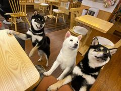 -豆柴町-柴犬主题狗咖(红鼎国际C座店)