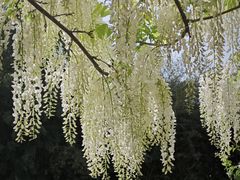 -嘉定紫藤园