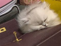 -宠伴小精灵宠物店(鼓楼店)