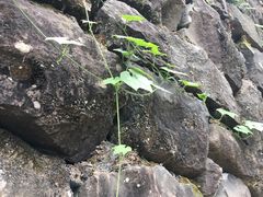 -桑洲油菜花景区
