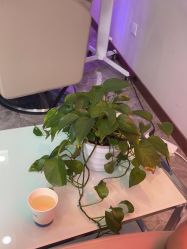 -碧莲盛·不剃发植发