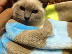 -纳吉亚猫专科动物诊疗中心(蒋宅口分院)