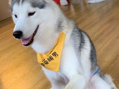 -Husky Go! 哈士奇体验馆·宠物咖啡厅狗咖