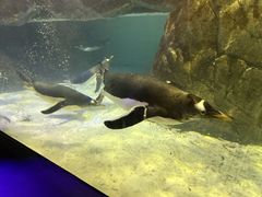 -成都浩海立方海洋公园