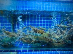 -吉源大排档·鱼生·海鲜(烧烤彩印厂店)