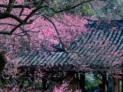 -杭州植物园
