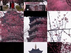 -洋湖国家湿地公园