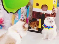 -糯米喵星人·撸猫猫舍咖啡馆(西市场嘉华店)