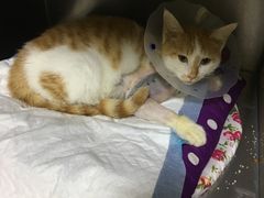 -瑞鹏宠物医院·爱宠堂·骨外专科(西荷分院)