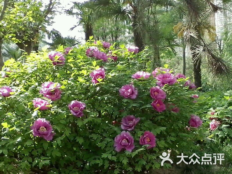 洛陽牡丹園圖片-北京植物園-大眾點評網