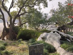 -江心屿景区