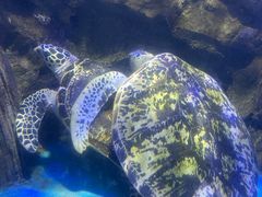 -太平洋海底世界