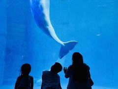-海合安成都极地海洋公园